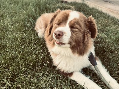 6yr Old Mini Aussie