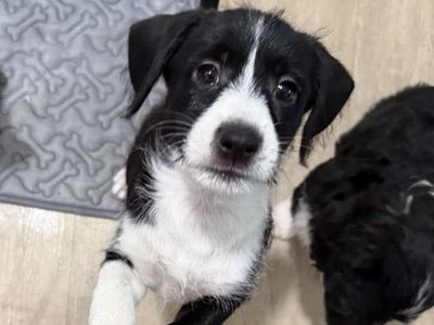 Female Puppy