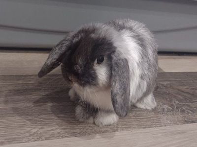 Holland lop bunnies pedigreed