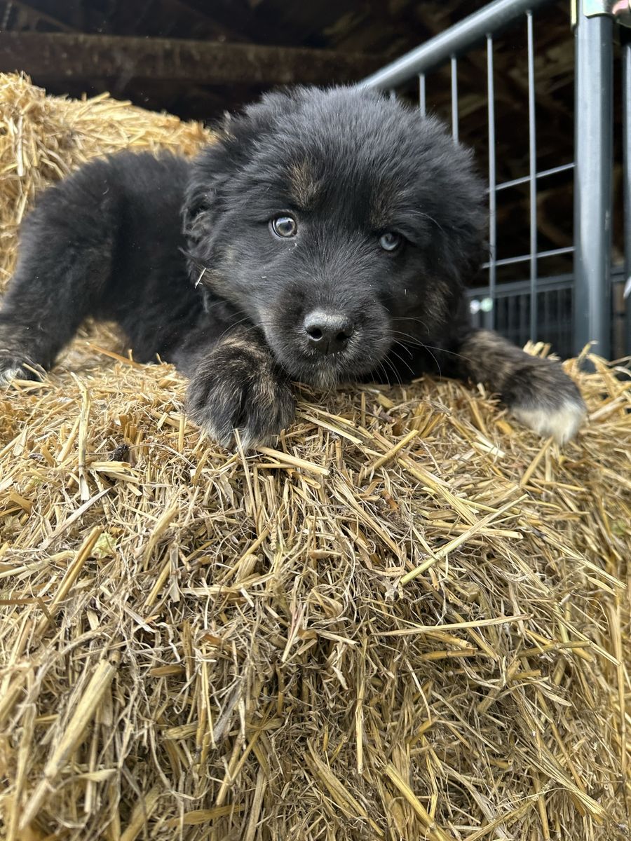 Golden Retriever/Husky