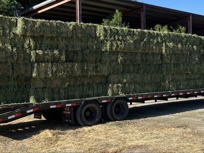 Alfalfa hay small bales
