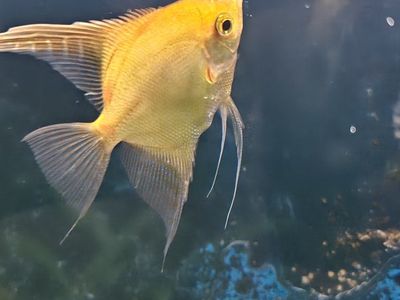 Rehoming Fish