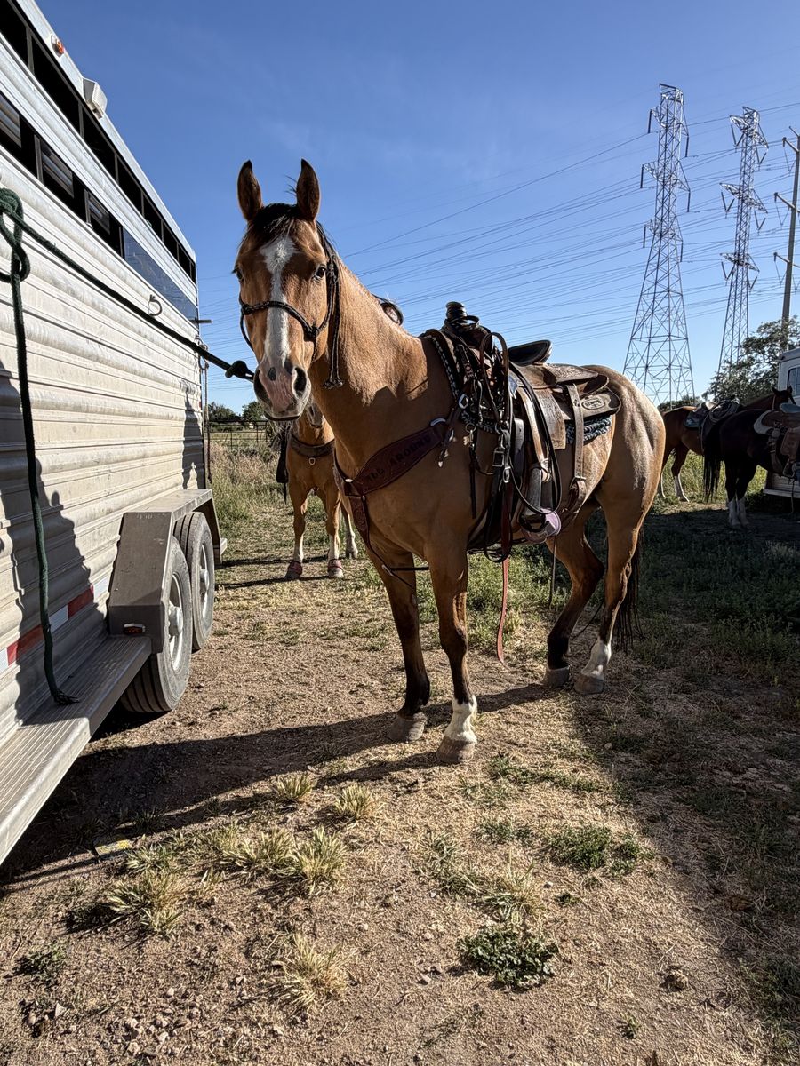 10 Year Old Grade Dun Gelding