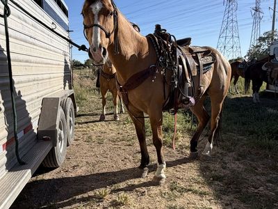 10 Year Old Grade Dun Gelding