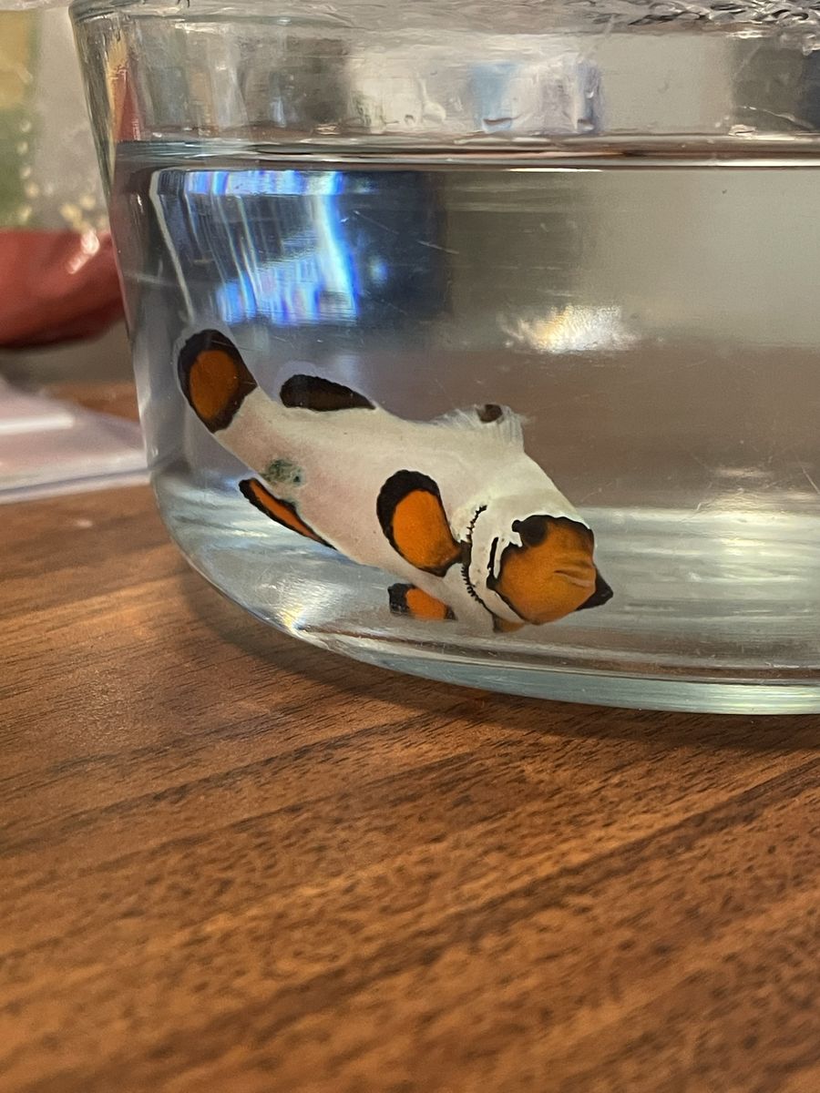 Frostbite clownfish