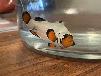Frostbite clownfish