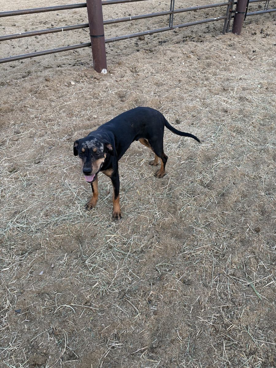 Catahoula Male Pup