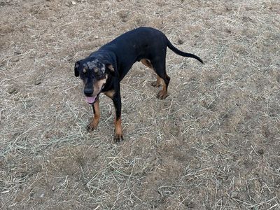 Catahoula Male Pup