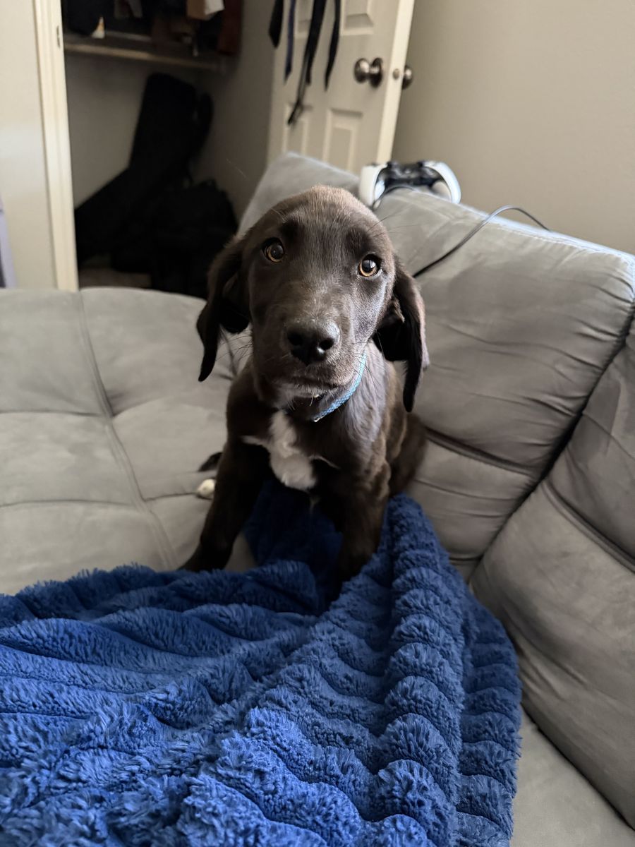 Very nice dog, lab mix potty trained