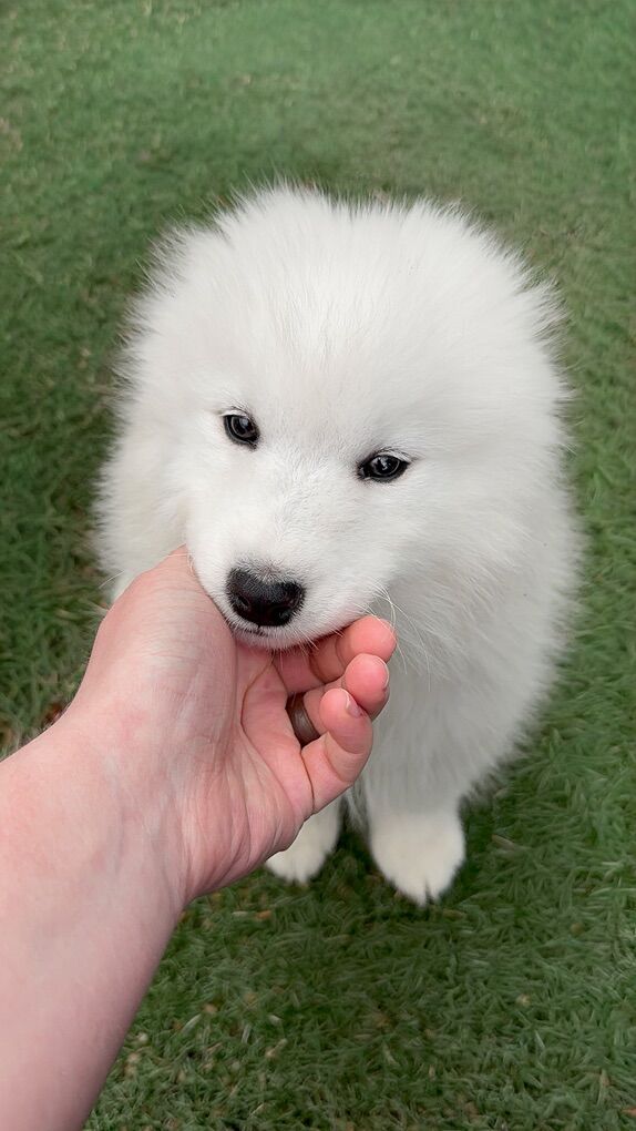 AKC Samoyed Puppies - OFA/DNA Parents