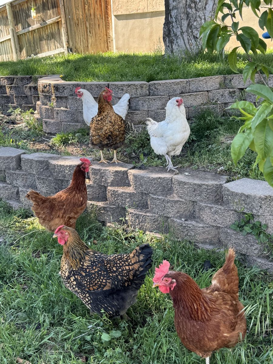 Laying 1 year old Hens