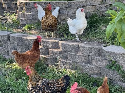 Laying 1 year old Hens