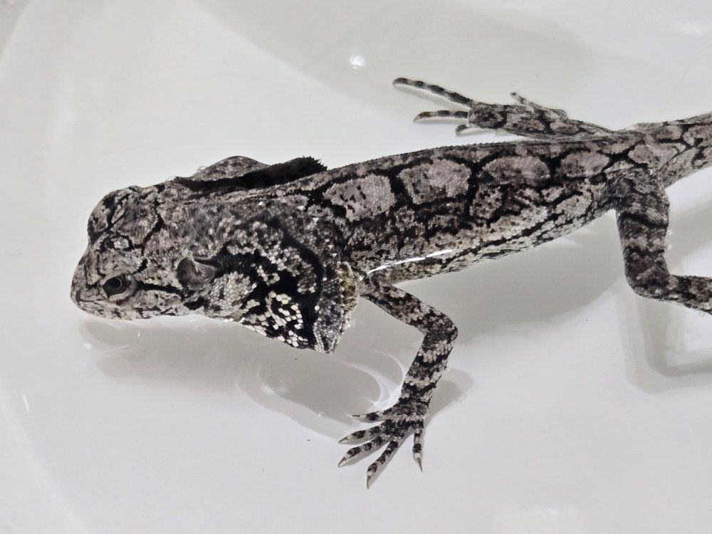 9 month old unsexed Frilled dragon