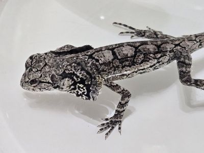 9 month old unsexed Frilled dragon
