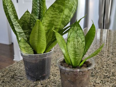 Sansevieria ( Snake ) Plant