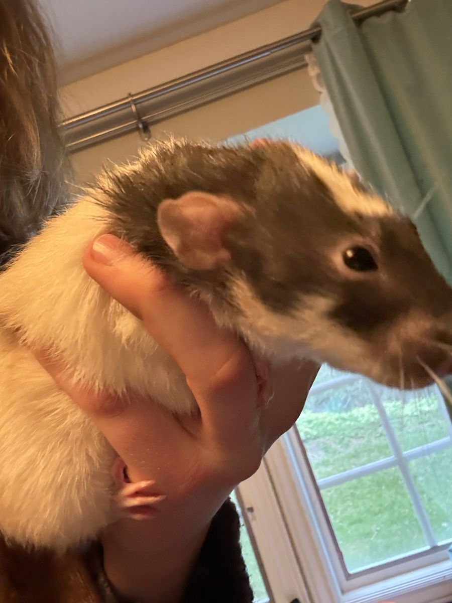 3 Rats + Cage and Toys