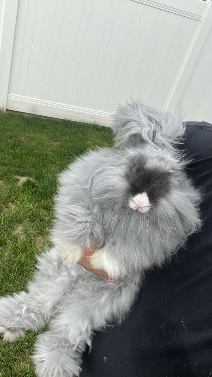 English Angora Fluffy Blue/Gray Rabbit