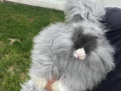 English Angora Fluffy Blue/Gray Rabbit