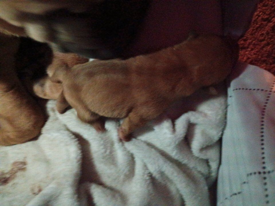 AKC Champion Chinese Shar Pei Puppies