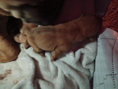 AKC Champion Chinese Shar Pei Puppies