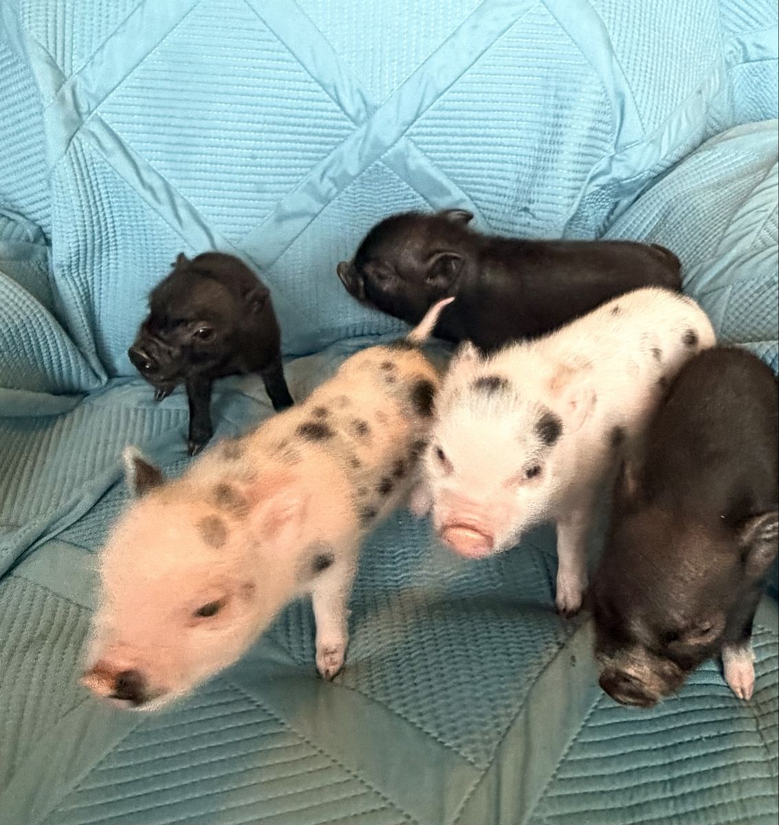 Juliana Mini Piglets