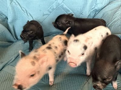 Juliana Mini Piglets