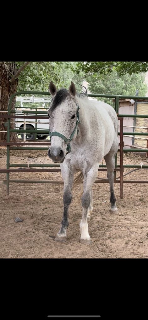 Grey Flea Bitten Mare