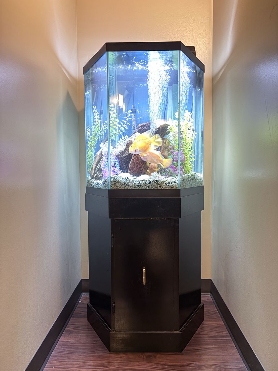 Black Hexagon Fish Tank Aquarium with Stand, Decor, and Fish.