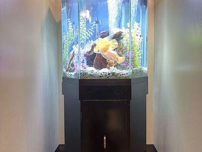 Black Hexagon Fish Tank Aquarium with Stand, Decor, and Fish.