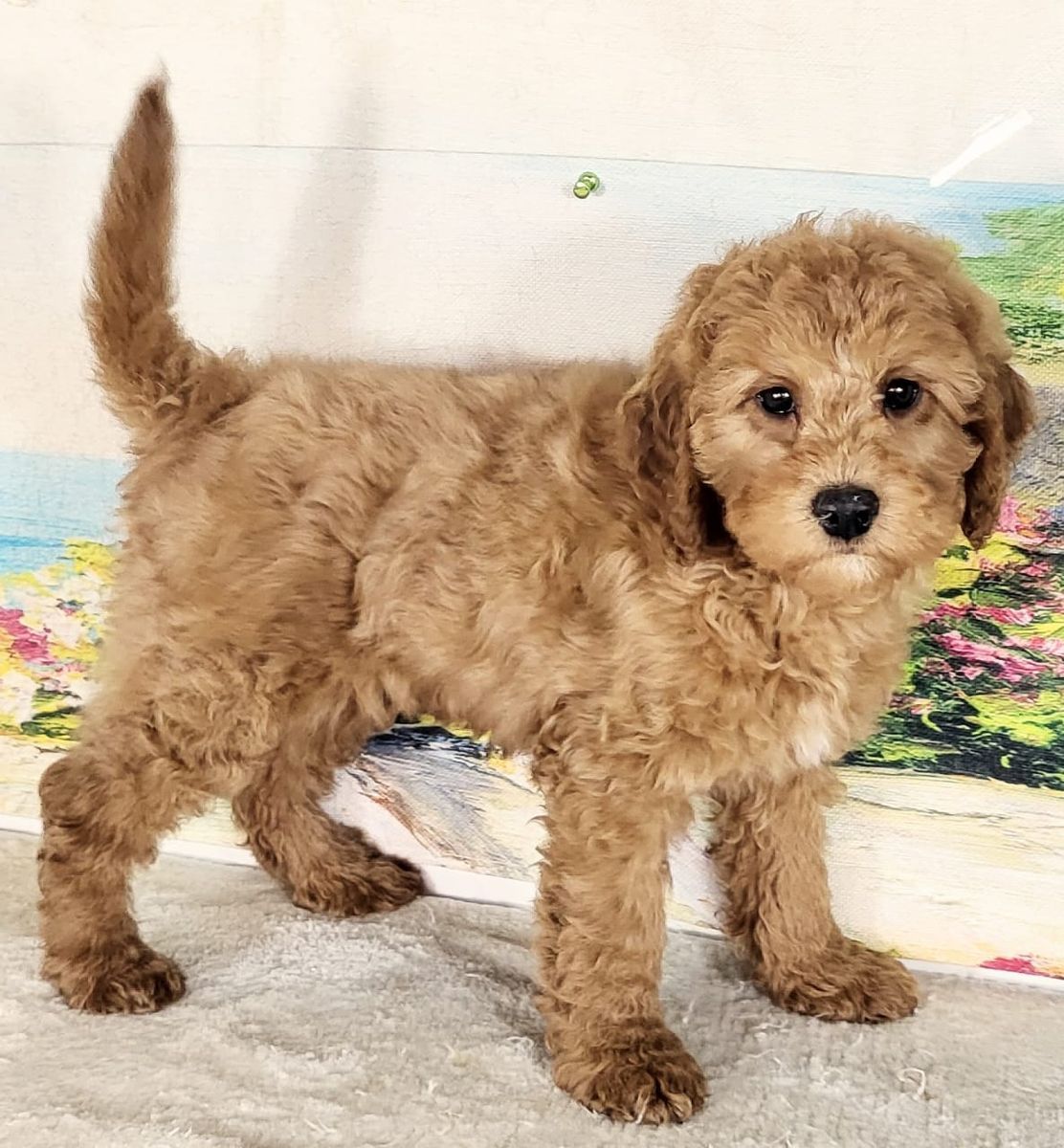 Micro Goldendoodle Boy Austin – $1800