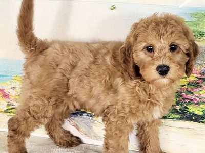 Micro Goldendoodle Boy Austin – $1800