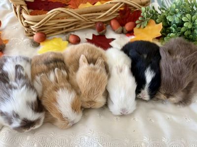 Purebred Holland Lop Baby Bunny Rabbits