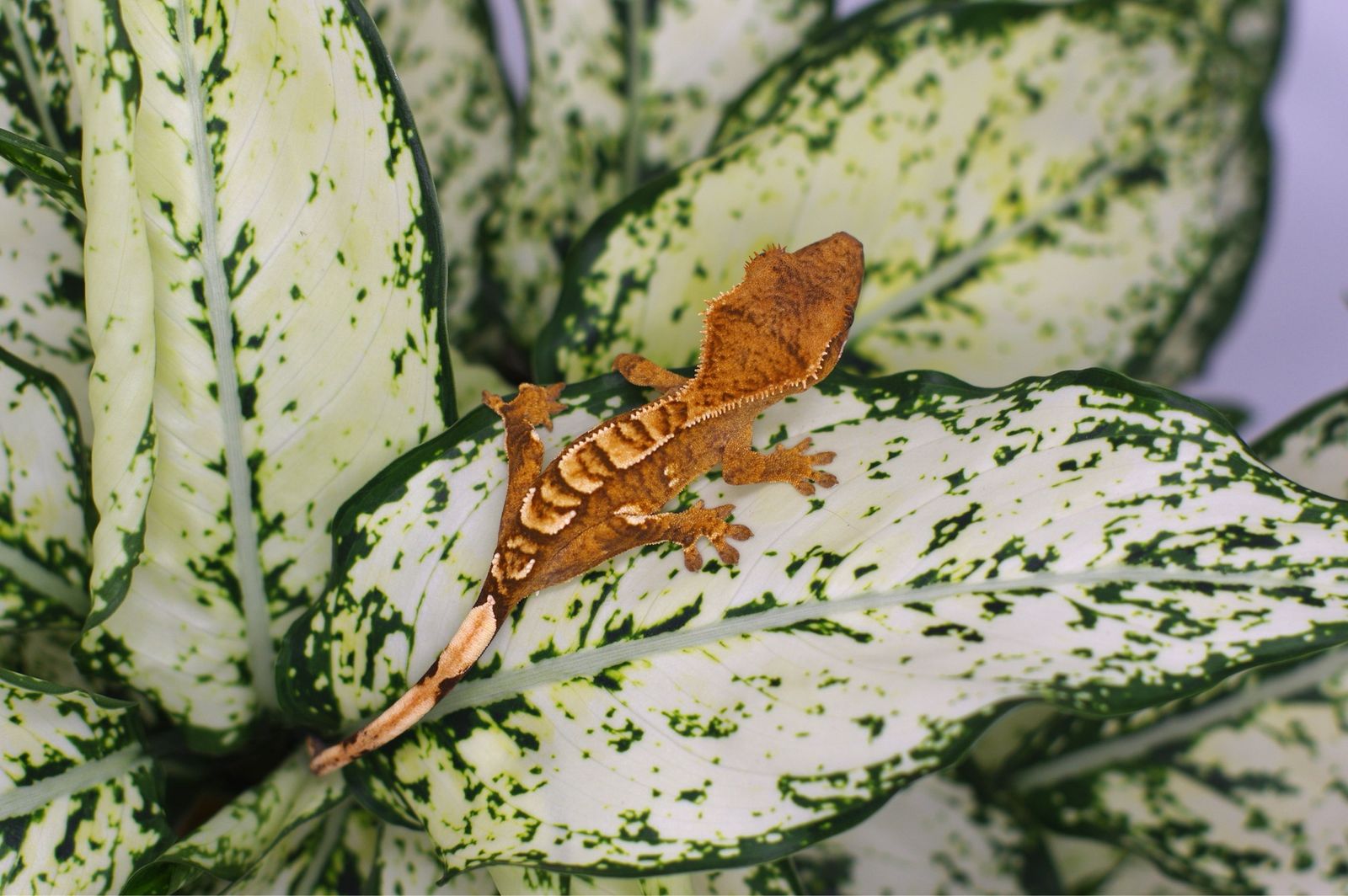 Super friendly crested gecko