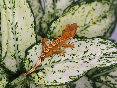 Super friendly crested gecko
