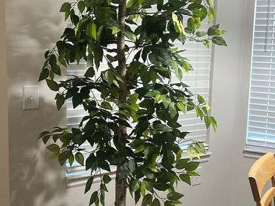 Large Artificial Ficus Tree in Woven Basket
