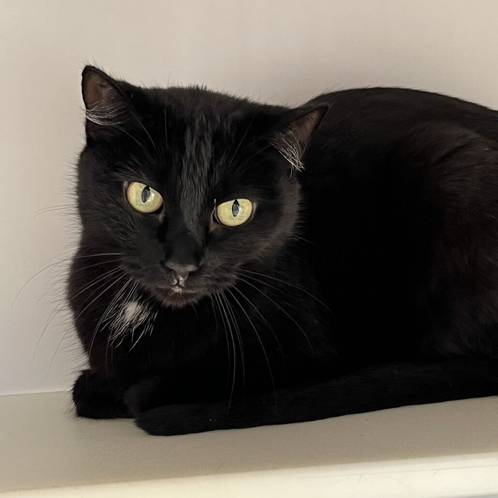 Hello my name is Plumeria