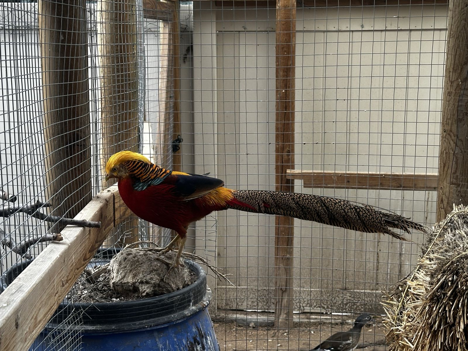 Red Golden Pheasant Chicks