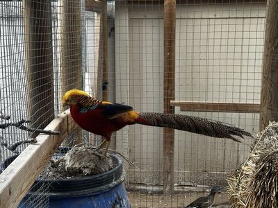 Red Golden Pheasant Chicks