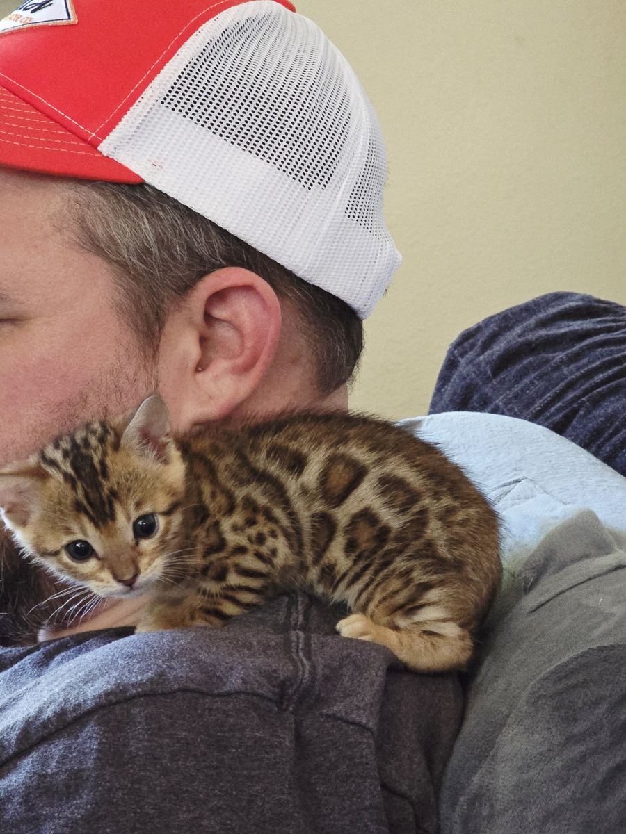 Glitter Bengal Kittens ready soon for their furever homes!