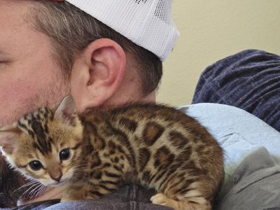 Glitter Bengal Kittens ready soon for their furever homes!