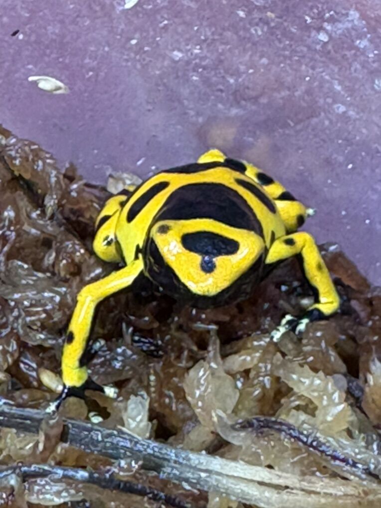 Bumblebee dart frog Froglet