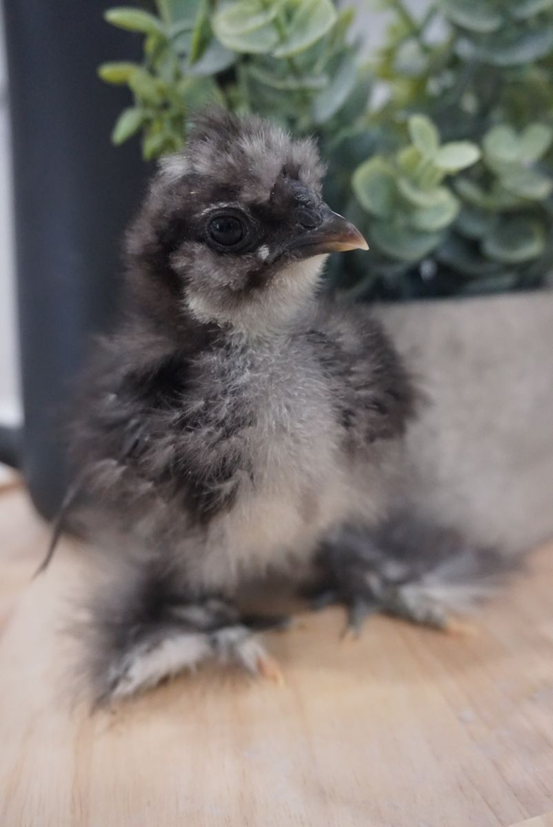 Free Mottled Silkie Chicks (Roosters) For Easter!