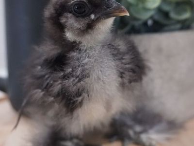 Free Mottled Silkie Chicks (Roosters) For Easter!
