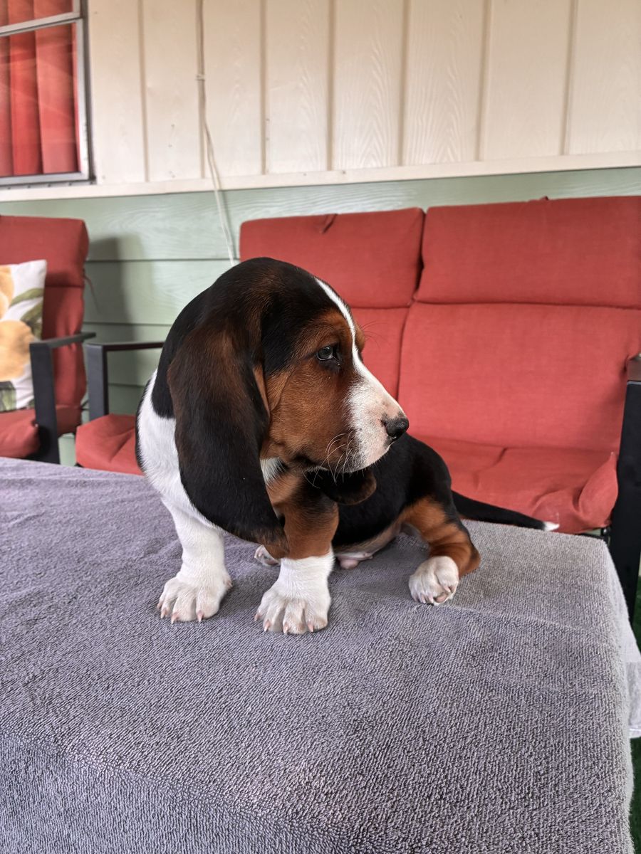 Basset hounds