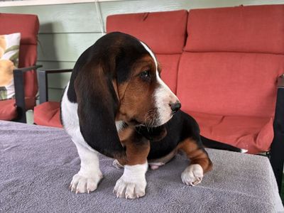 Basset hounds