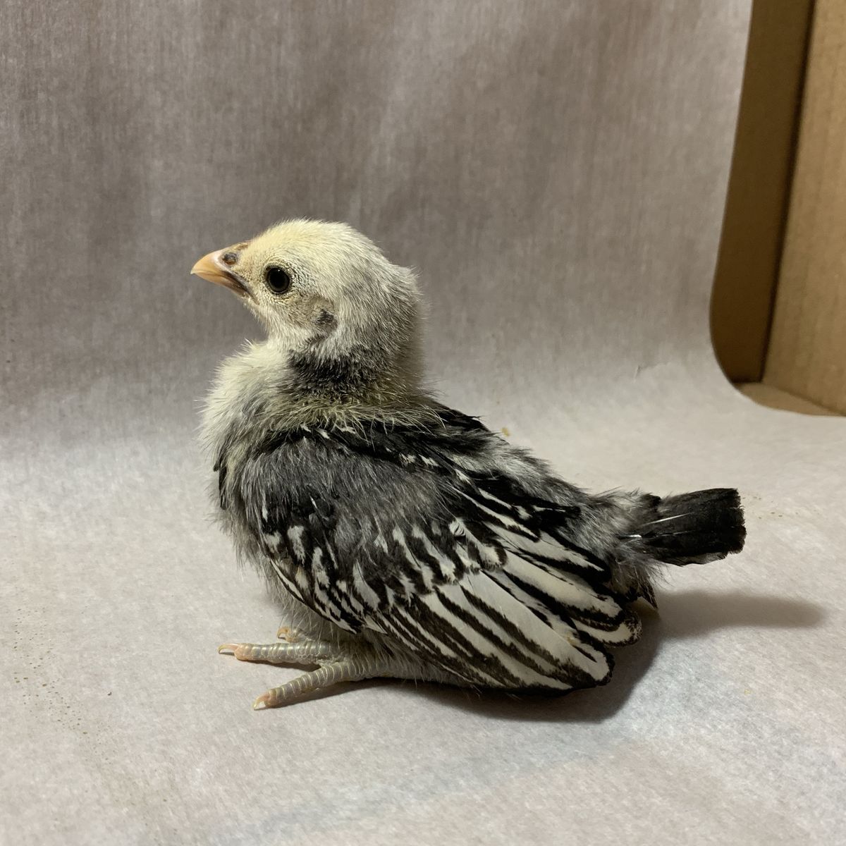 Silver and Gold Sebright Bantam Chicks and Rooster