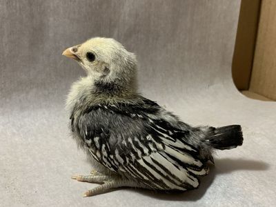Silver and Gold Sebright Bantam Chicks and Rooster