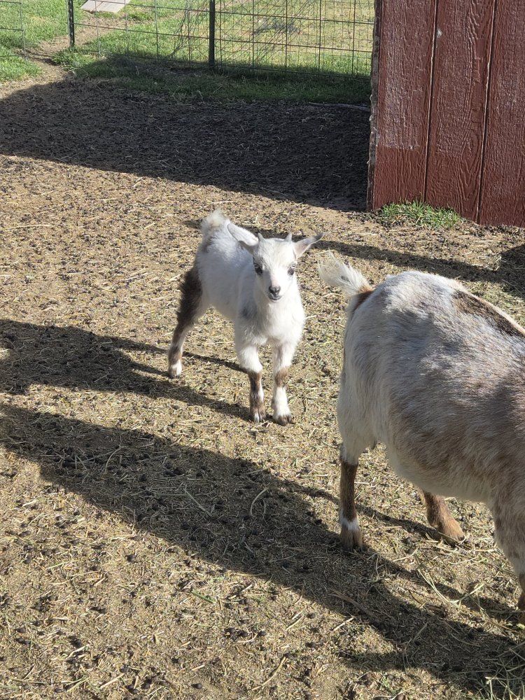 Nigeria goat, buckling