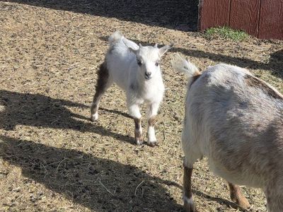 Nigeria goat, buckling