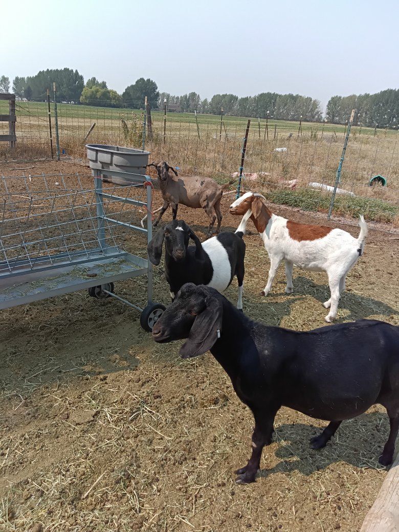boer goat herd abga